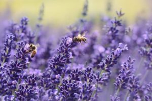lavender-1537694_1920