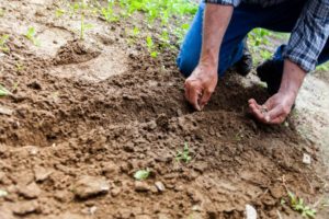 soil-2561136_1920